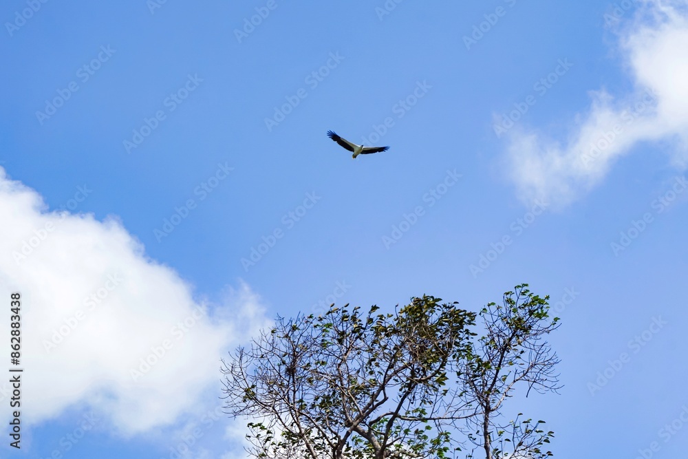 An eagle flies over a tree with blue sky background An eagle flies over a tree with blue sky background