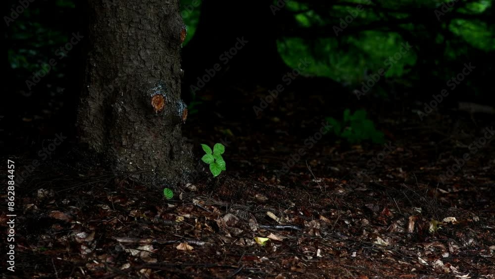 霧雨の森の新芽