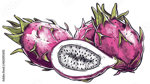Pitaya Fruit Lined Vector Illustration Handdrawn 