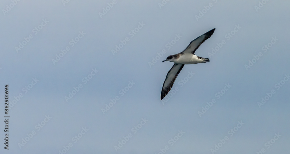 Manx Shearwater sea bird soaring above the ocean Manx Shearwater sea bird soaring above the ocean