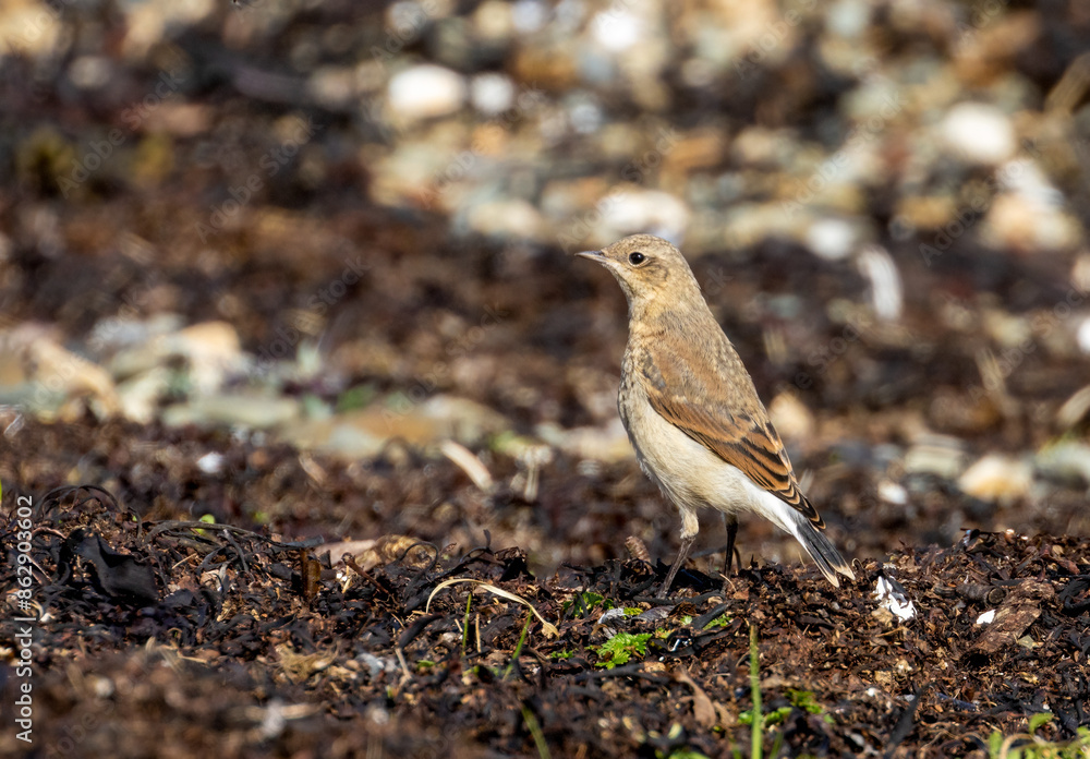 Female wheatear foraging amongst the dry seaweed at the side of the water Female wheatear foraging amongst the dry seaweed at the side of the water