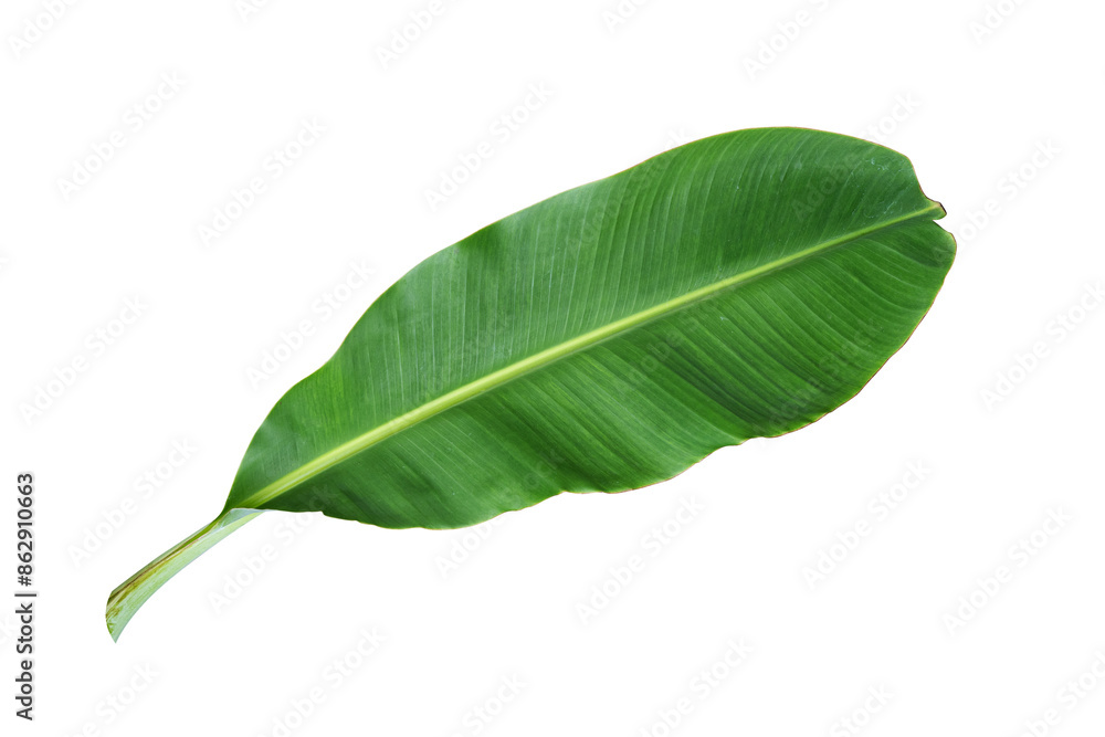 Fototapeta premium tropical banana leaf isolated on white background