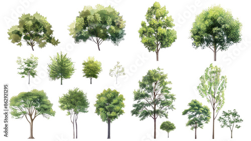 A collection of trees in various sizes and shapes