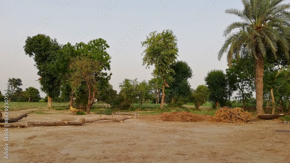Agricultural Farmland with Cotton Crops and trees, Natural and environmental Background Agricultural Farmland with Cotton Crops and trees, Natural and environmental Background