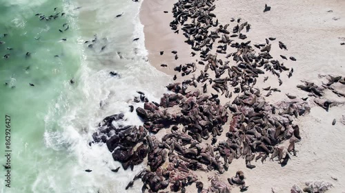 Seals in Namibia. The Cape fur seal colony at Cape Cross, Skeleton coast in Namibia, Africa. Drone footage 4K Dlog to Rec.709