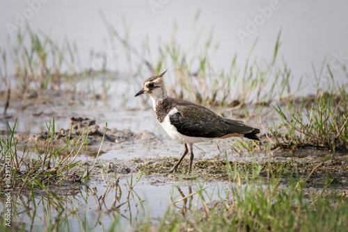 Northern lapwing (Vanellus vanellus) or peewit or pewit or tuit or tewit or green plover or pyewipe or just lapwing at Isonzo river mouth, Isola della Cona, Friuli Venezia Giulia, Italy. photo