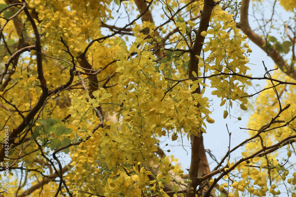 Small Yellow Flower or Cassia fistula flower Small Yellow Flower or Cassia fistula flower