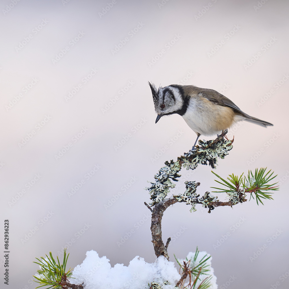 Obraz premium Crested Tit (Lophophanes cristatus) perched on a snow covered branch in the highlands of Scotland