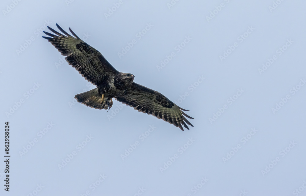 Buzzard in flight with its prey, a small shrew Buzzard in flight with its prey, a small shrew