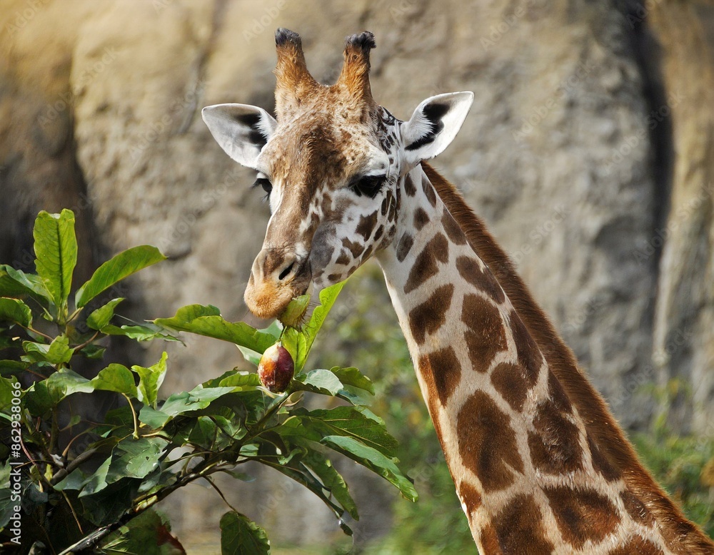 Giraffe Giraffe