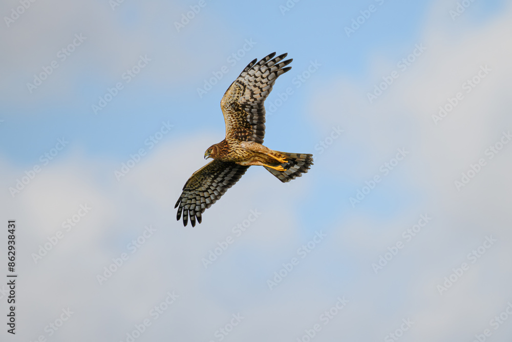 Fototapeta premium Northern Harrier hovering