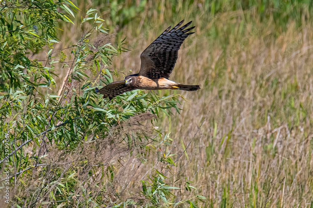Obraz premium Northern Harrier flying over the marsh