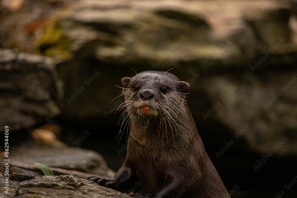 a female Asian short clawed otter on the rocks a female Asian short clawed otter on the rocks