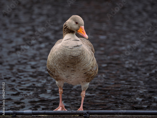 Gray goose by the water