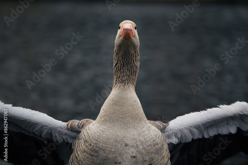 Gray goose by the water