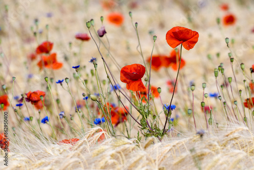 Getreidefeld mit Mohnblumen und Kornblumen in Brandenburg	 photo