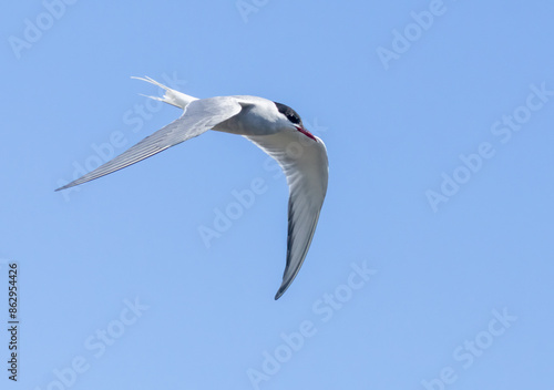 Arctic tern in flight