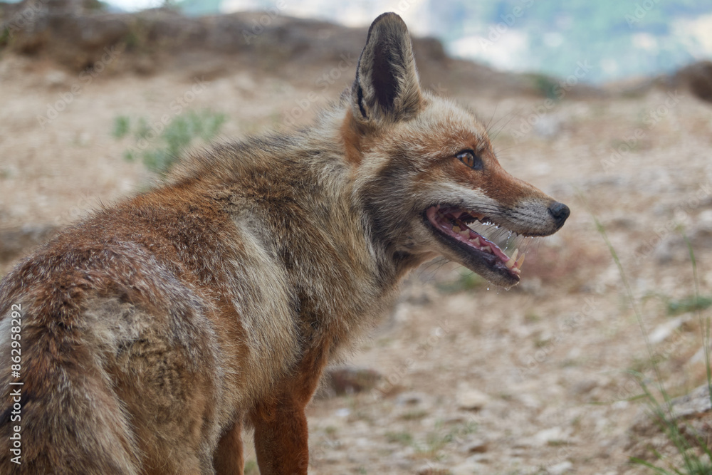 Fototapeta premium A fox on the Borosa river route, in the Sierra de Cazorla, Segura and las Villas natural park. Andalusia. Jaen. Spain