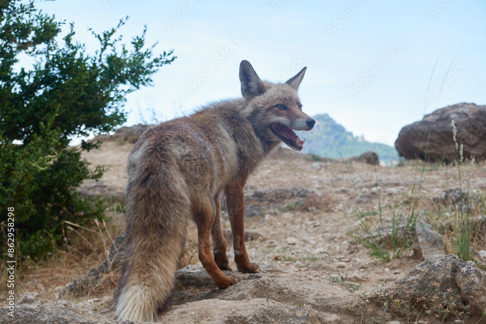 Fototapeta premium A fox on the Borosa river route, in the Sierra de Cazorla, Segura and las Villas natural park. Andalusia. Jaen. Spain
