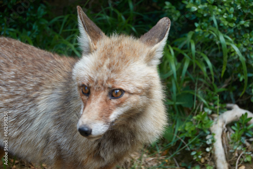 A fox on the Borosa river route, in the Sierra de Cazorla, Segura and las Villas natural park. Andalusia. Jaen. Spain