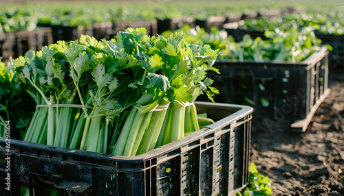 Crates full of fresh celery on vegetable field. Celery harvesting © Oleksiy