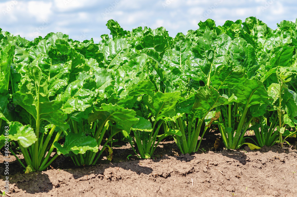 Rows of tall green beetroot leaves in dry soil. Agricultural fields background. Growing vegetables.