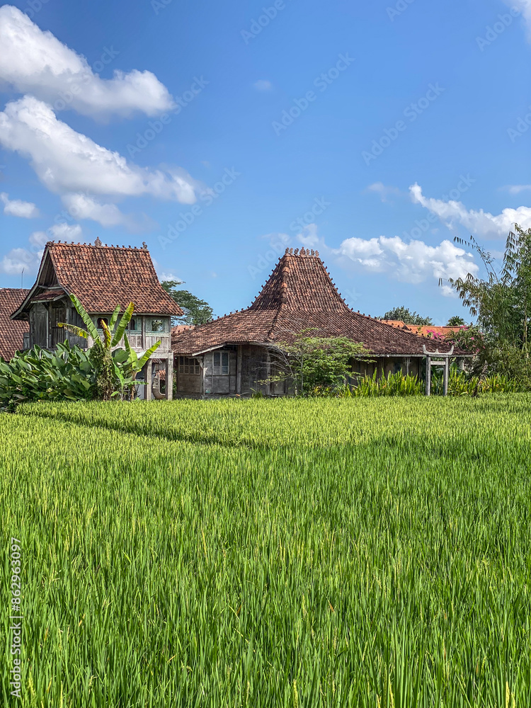 Green rice field at sunny day in Bali island Green rice field at sunny day in Bali island