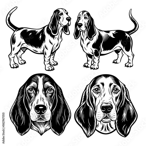 bassed hound dog portrait stencil line art vector illustration, isolated on transparent background