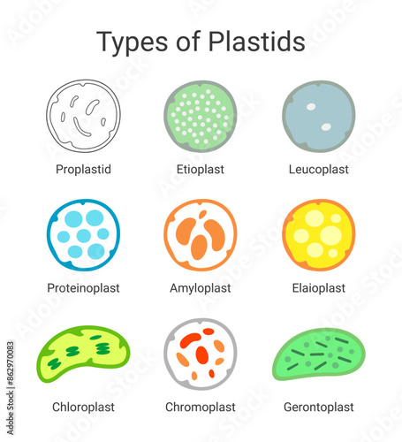 Types of Plastids in Plant Cells