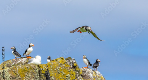 Busy atlantic puffin in flight gathering sand eels to take back to young in the burrow  photo