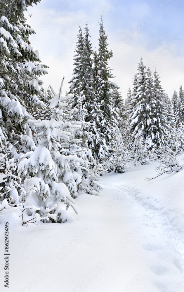 Winter landscape of mountains with path with footprints in snow following in fir forest and glade Winter landscape of mountains with path with footprints in snow following in fir forest and glade