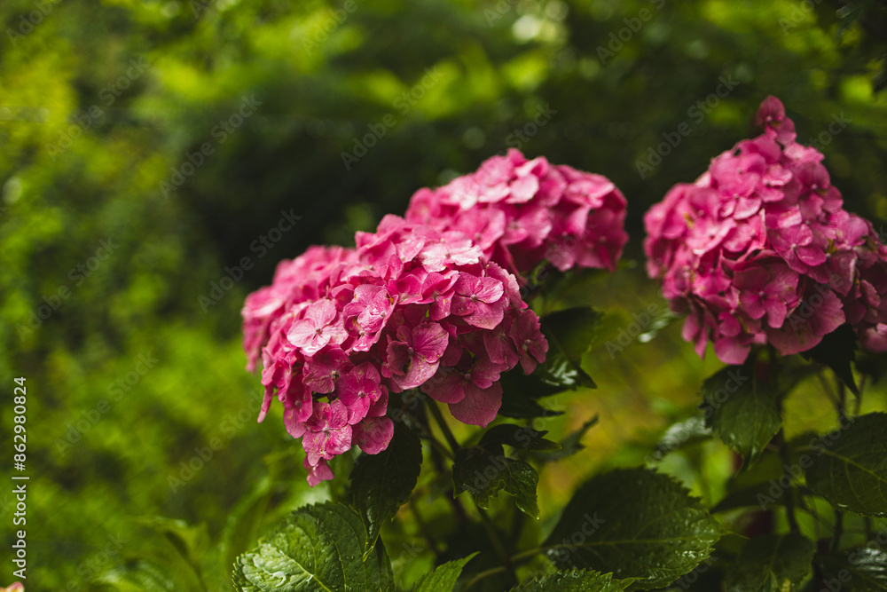 Pink hydrangea, close-up. Flowering bush. Huge hydrangea in the front garden. Flowering purple and pink hydrangea. High quality photo Pink hydrangea, close-up. Flowering bush. Huge hydrangea in the front garden. Flowering purple and pink hydrangea. High quality photo