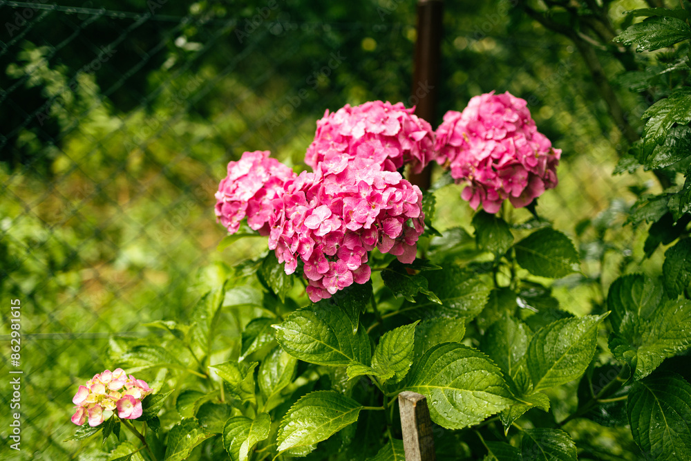 Pink hydrangea, close-up. Flowering bush. Huge hydrangea in the front garden. Flowering purple and pink hydrangea. High quality photo Pink hydrangea, close-up. Flowering bush. Huge hydrangea in the front garden. Flowering purple and pink hydrangea. High quality photo