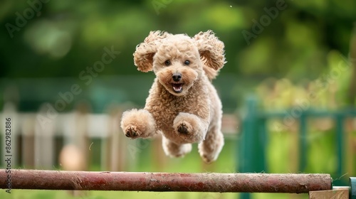 A Poodle elegantly jumped over hurdles during an agility competition © Sweettymojidesign