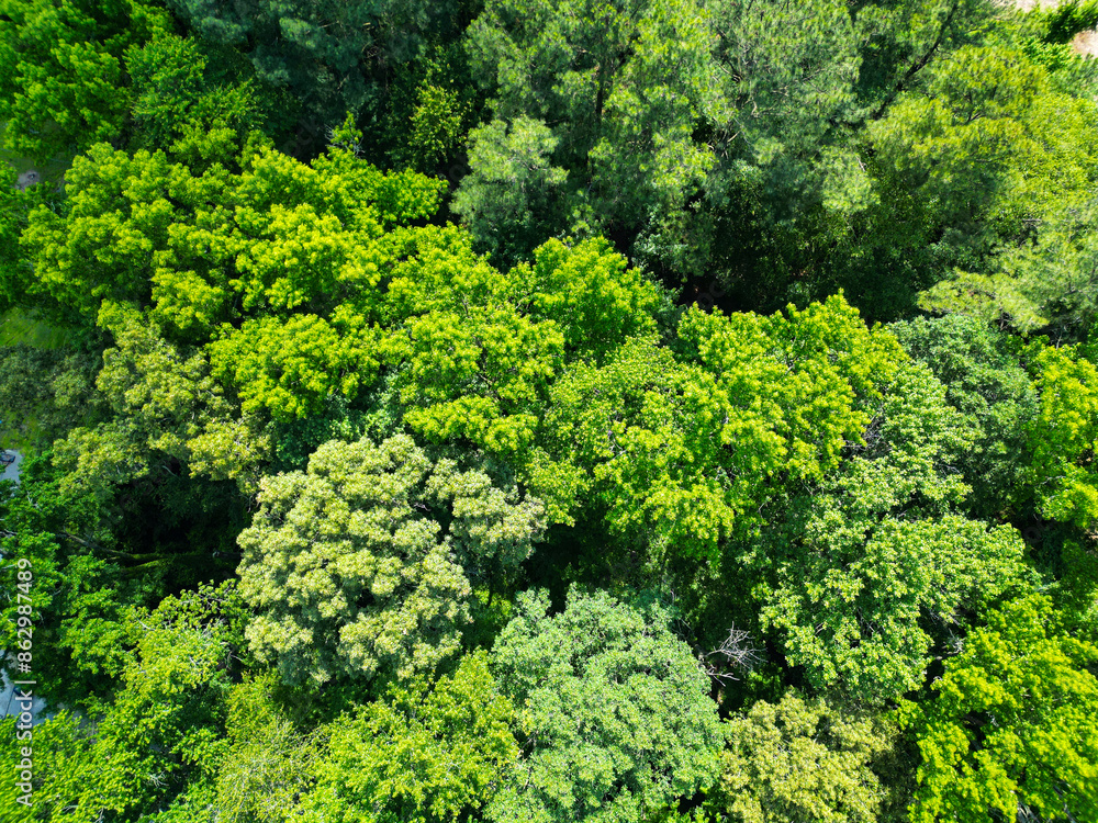 Naklejka premium Landscape of green forest. Summer forest. Scenic landscape of woodland. Aerial view of the forest. Aerial view green forest woods landscape in spring. Nature aerial view. Wilderness areas