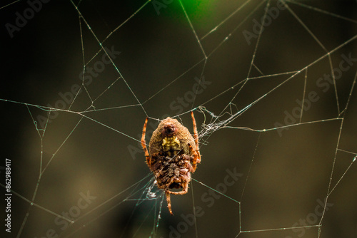 Ella la Araña.