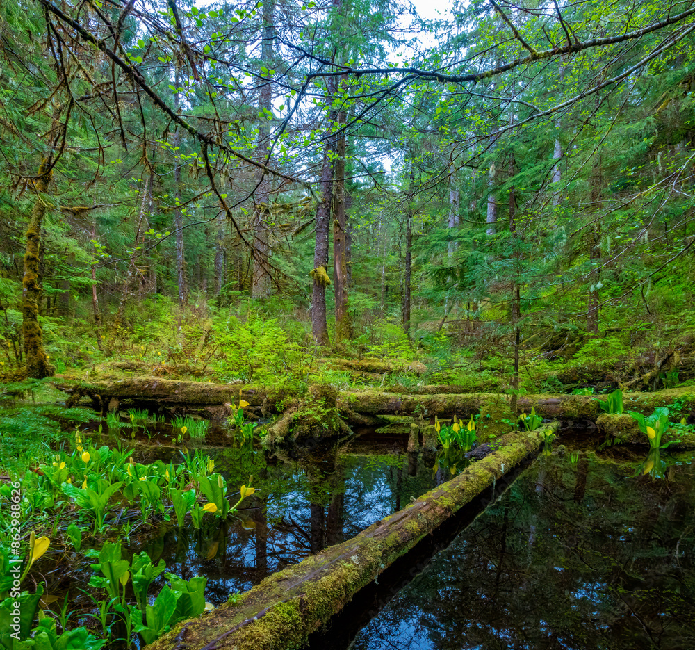 Exuberant vegetation with the beautiful yellow skunk cabbage (Lysichiton americanus) in bloom in the wetlands of the Tongass National forest, Ketchikan, Alaska, USA Exuberant vegetation with the beautiful yellow skunk cabbage (Lysichiton americanus) in bloom in the wetlands of the Tongass National forest, Ketchikan, Alaska, USA