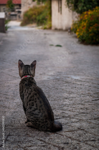 Katze auf der Straße photo