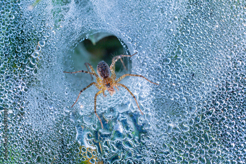 Macro image of a grass lynx spider eating small insect on spider web with dew drops in the morning time at the garden.Macro animal insect concept. photo