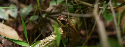 A close up of Greater Spiny Lizard in a forest, concept of spine lizard, exotic pet, reptile in an ecosystem, reptilian of Thailand jungle, wildlife and biology, tropical rainforest creature. © Irin