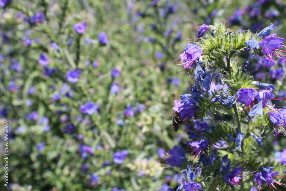 Obraz premium Garten