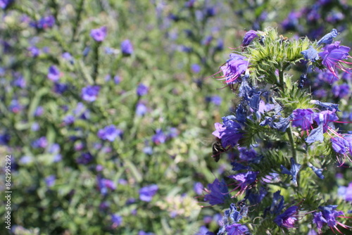 Garten photo