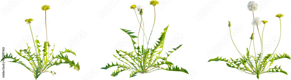 Fototapeta premium Leontodon taraxacum plant 4k png cutout isolate