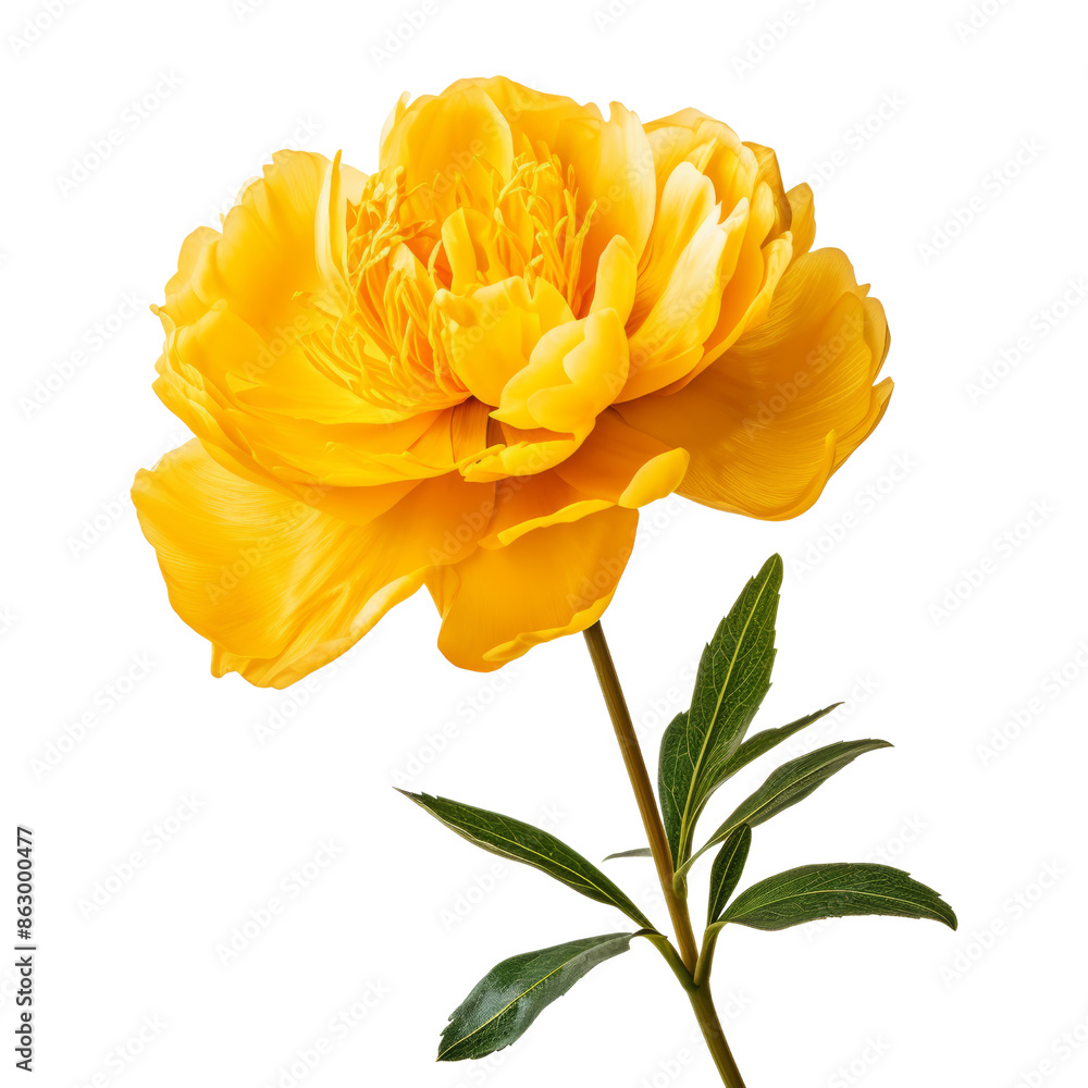 yellow flower isolated on transparent background cutout yellow flower isolated on transparent background cutout