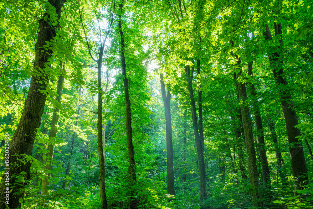 Sunlight in the green forest, spring time Sunlight in the green forest, spring time
