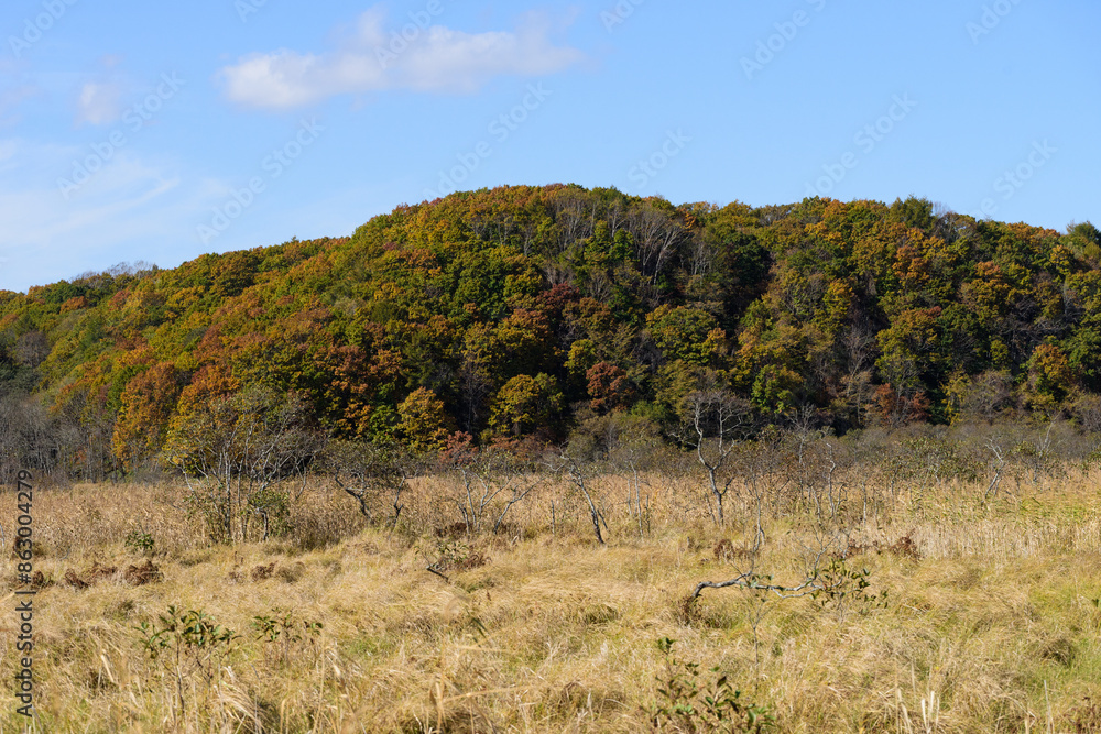 Obraz premium 秋の釧路湿原