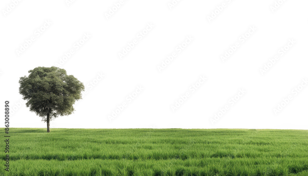 Fototapeta premium Solitary tree stands in the middle of a vast isolate on transparent background, cutout, png