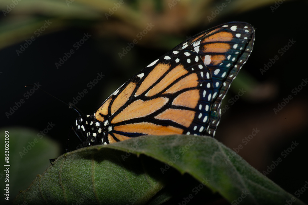 Naklejka premium Butterflies