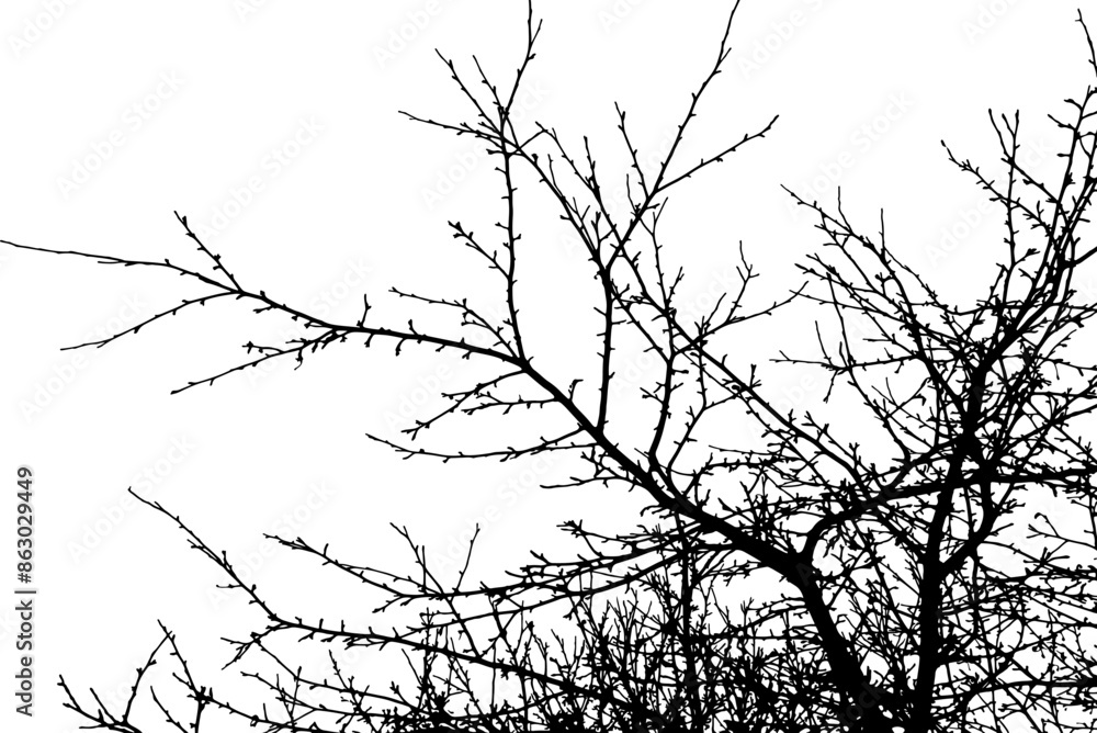 Tree branch silhouette on transparent background Tree branch silhouette on transparent background
