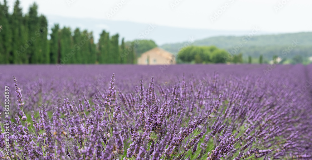 Lavender field in the countryside in Provence, France. Photographed on an unseasonably cloudy day at the end of June. Lavender field in the countryside in Provence, France. Photographed on an unseasonably cloudy day at the end of June.